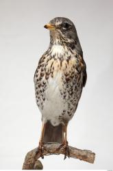 Fieldfare - Turdus pilaris